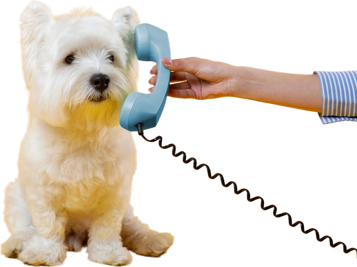 White terrier listening to a phone held up to its ear